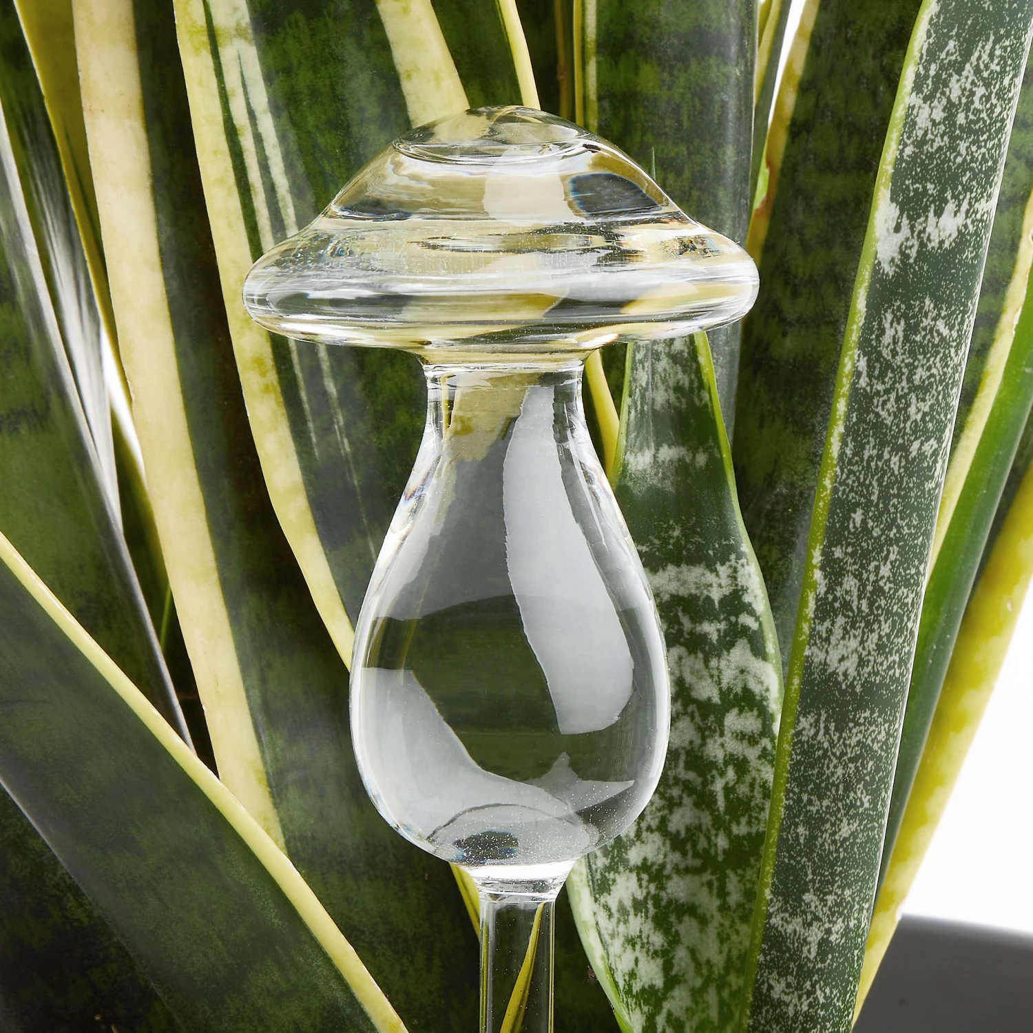 Bewässerungspilz Höhe 22cm RAINDROPS In Transparent – Bild 2